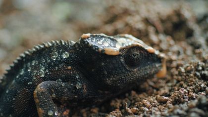 Madagaskar aneb Karneval chameleonů