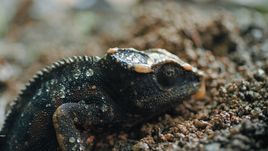 Madagaskar aneb Karneval chameleonů