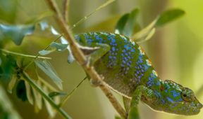 O stromoch a lesoch (4)