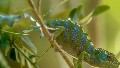 O stromoch a lesoch (4)