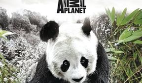 Pandí čtvrť (4)