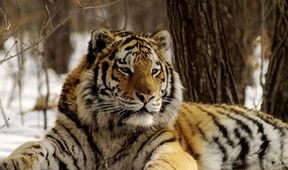 Amba, ussurijský tygr