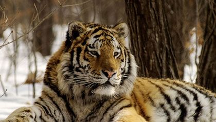 Amba, ussurijský tygr