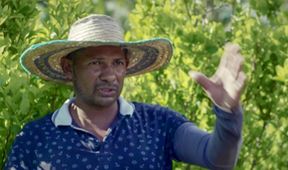 Drogový byznys: Mafie a tajné operace (3)