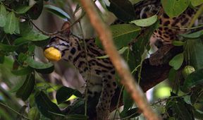 Ocelot a já