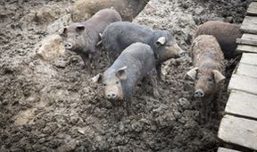 Z farmy až na stůl s Dórou Havasovou II (6)