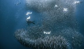 David Attenborough: Lov (7)