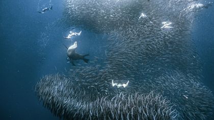 David Attenborough: Lov (7)