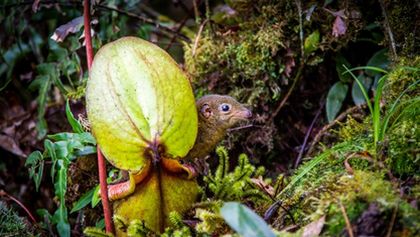 Asie, Zázračná planeta (3/7)