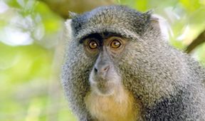 Rok v africké divočině (3)