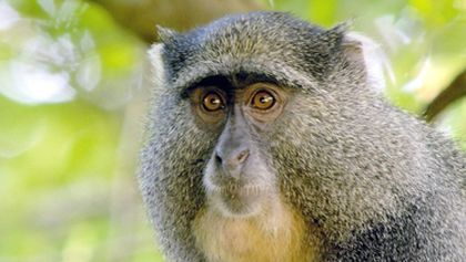 Rok v africké divočině (3)