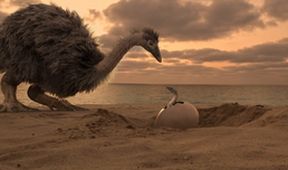 Tajemství ptačích obrů