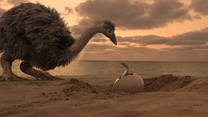 Tajemství ptačích obrů