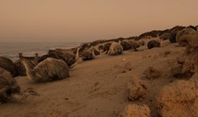 Tajemství ptačích obrů