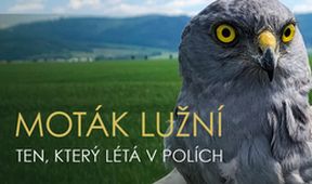 Moták lužní - ten, který létá v polích