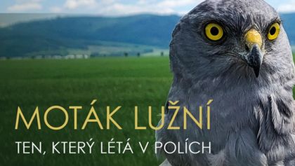 Moták lužní - ten, který létá v polích