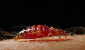 Strategie rozmnožování v přírodě (1/2)