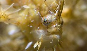 David Attenborough: Lov (2)