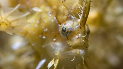 David Attenborough: Lov (2)