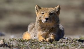 Asie, Zázračná planeta (1/7)