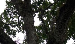 Kořeny života (1/3)