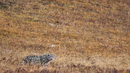 Savci, Zázračná planeta (6/6)