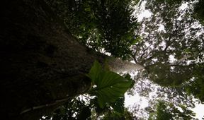 Kořeny života (1/3)