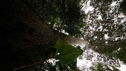 Kořeny života (1/3)