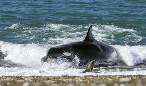 David Attenborough: Lov (1)