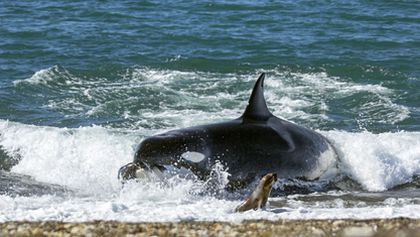 David Attenborough: Lov (1)