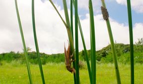 Strategie rozmnožování v přírodě (2/2)