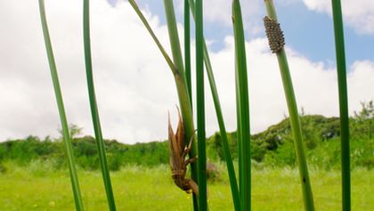 Strategie rozmnožování v přírodě (2/2)