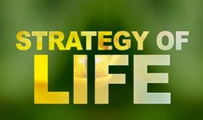 Strategie rozmnožování v přírodě (1/2)