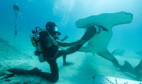 Člověk proti žralokům