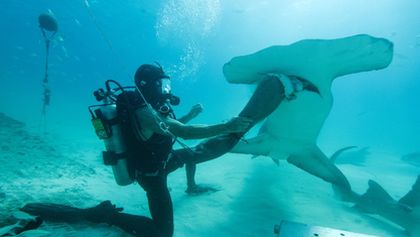 Člověk proti žralokům