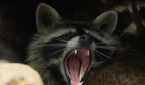 Roztomilí darebáci