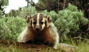 Roztomilí darebáci