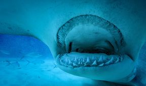 Člověk proti žralokům