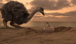 Tajemství ptačích obrů