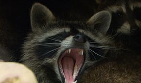 Roztomilí darebáci