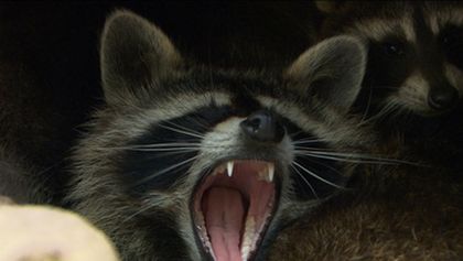 Roztomilí darebáci