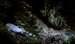 Savci, Zázračná planeta (6/6)