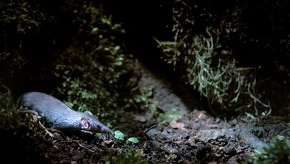 Savci, Zázračná planeta (6/6)