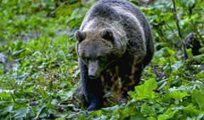 Karpatští predátoři