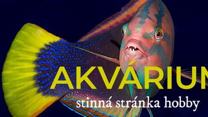 Akvárium - stinná stránka hobby