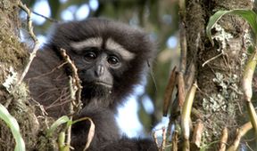 Píseň pro lásku aneb Primáti na seznamce