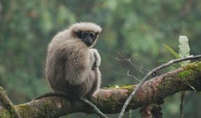 Píseň pro lásku aneb Primáti na seznamce