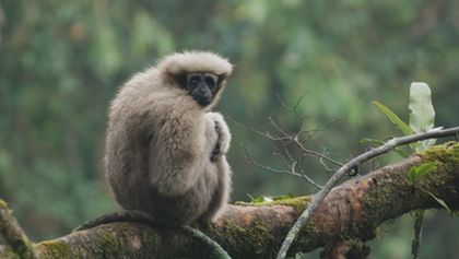 Píseň pro lásku aneb Primáti na seznamce