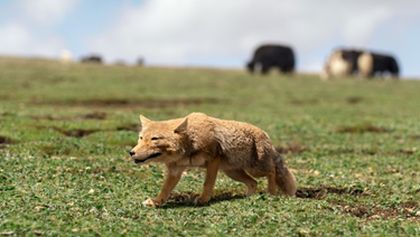 Asie, Zázračná planeta (2/7)