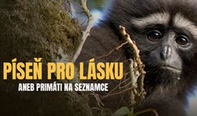 Píseň pro lásku aneb Primáti na seznamce